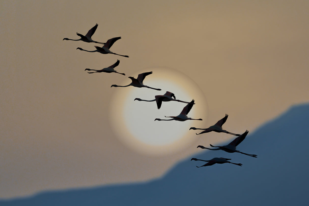 Flamingos at sunrise Poster och Canvastavla