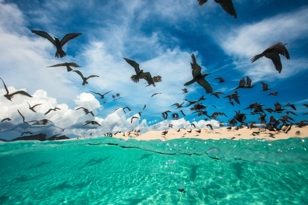 Ocean bird Poster och Canvastavla