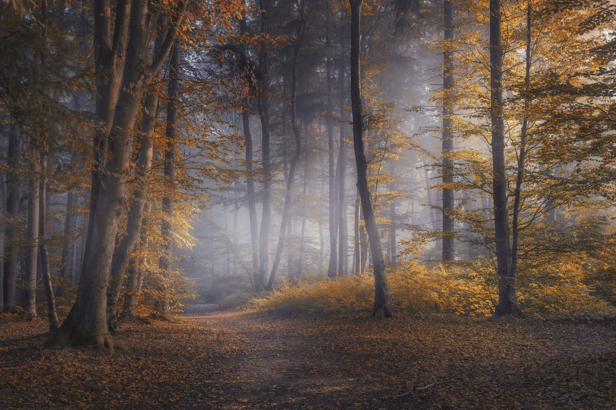 October Days Poster och Canvastavla