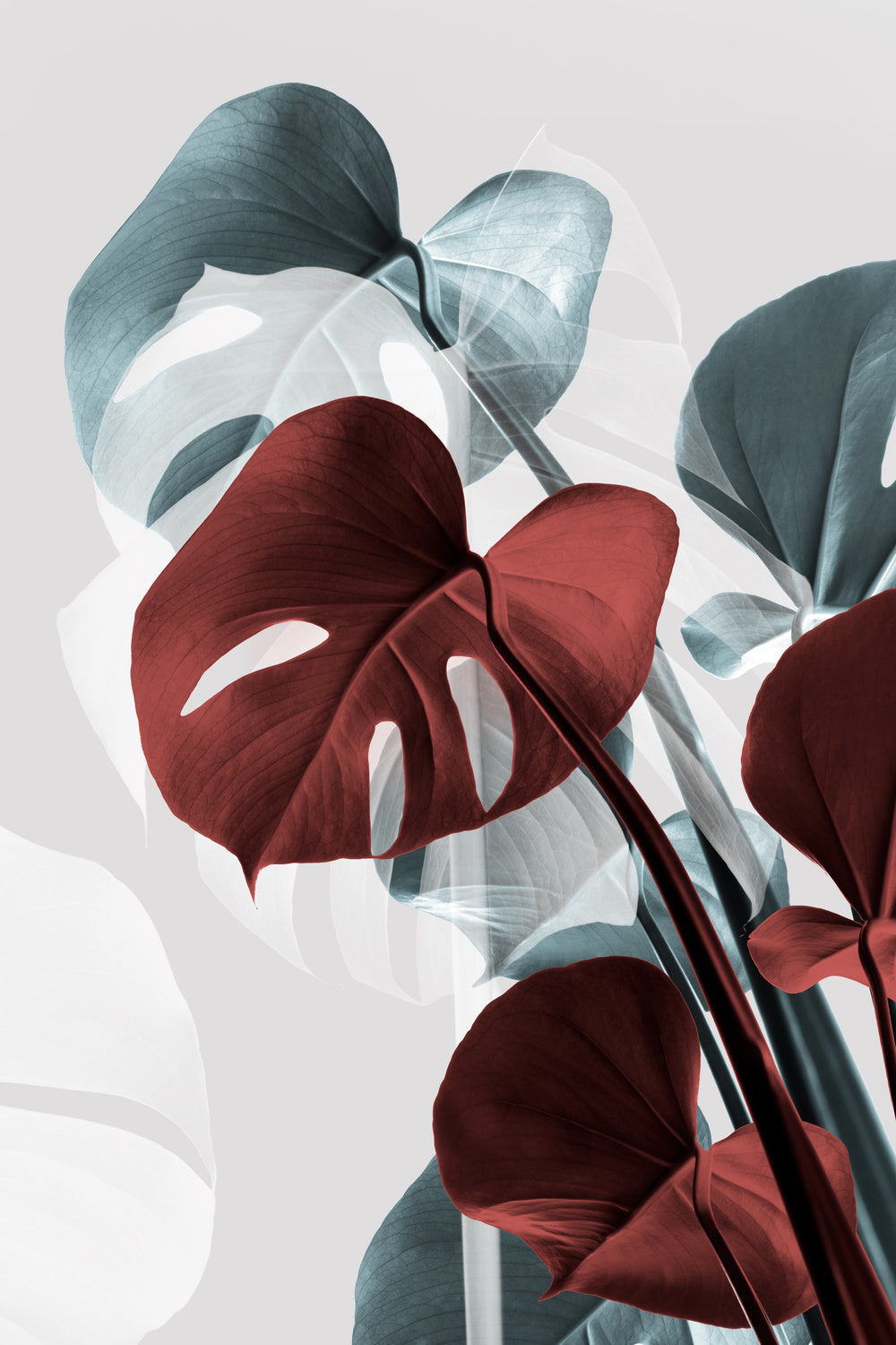 Monstera Creative 15 Poster och Canvastavla