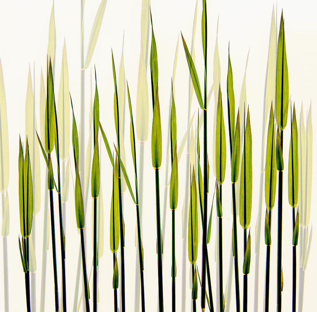 A new beginning Poster och Canvastavla