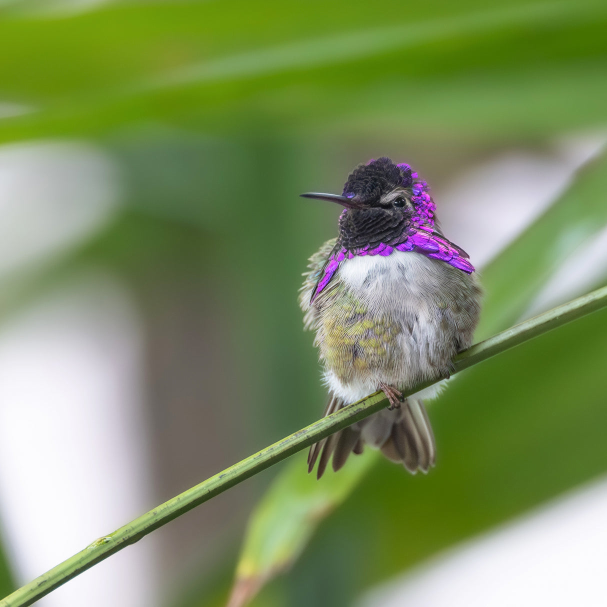 Costa's Hummingbird Poster och Canvastavla