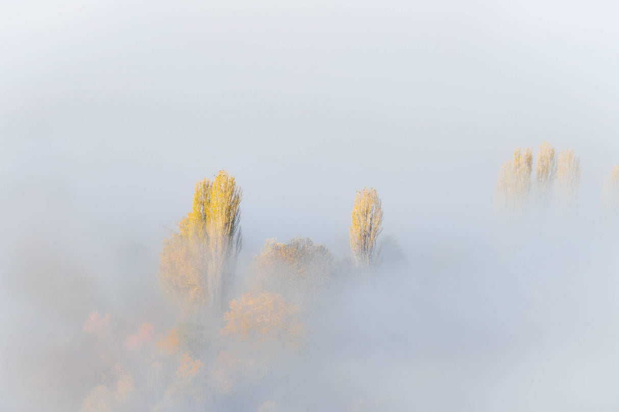 TREES IN FOG Poster och Canvastavla