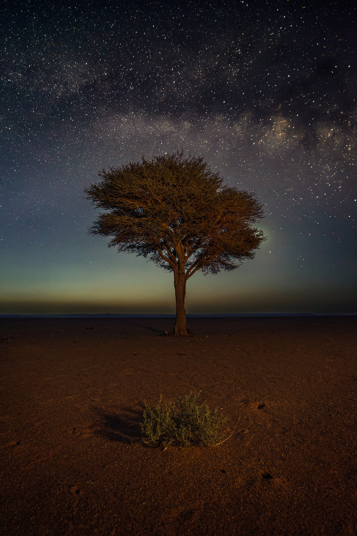 THE BUSH, THE TREE AND THE MILKY WAY Poster och Canvastavla