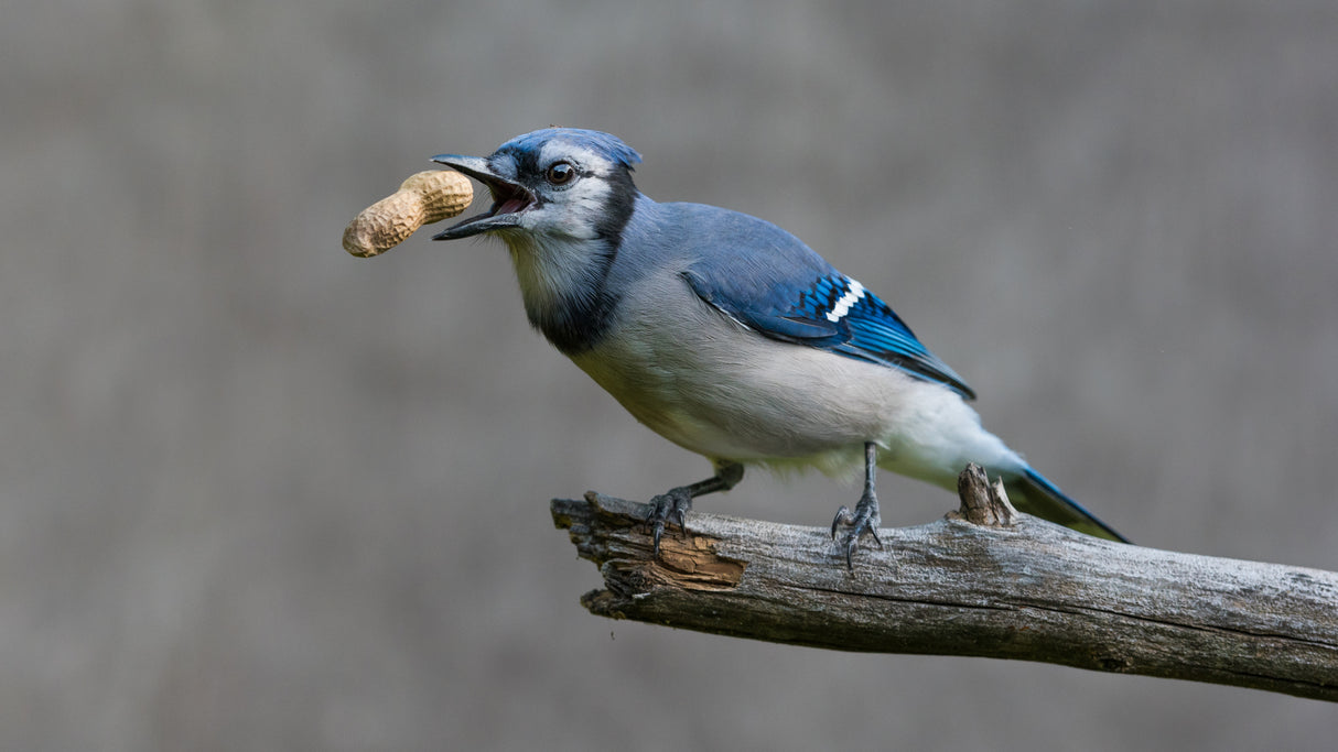 Blue jay's treat Poster och Canvastavla