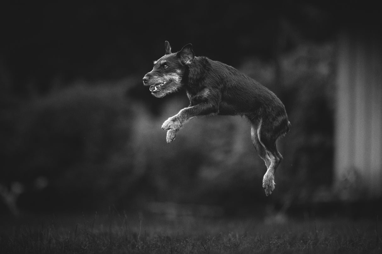 ... flying dog ... Poster och Canvastavla