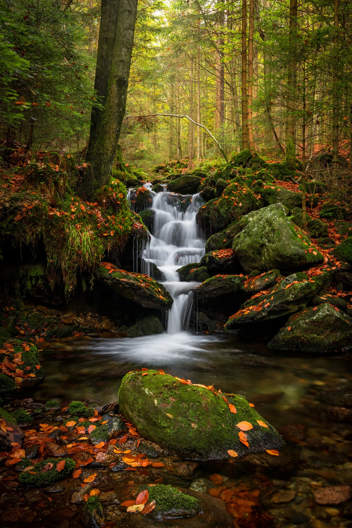 Autumn landscape on the Black stream Poster och Canvastavla