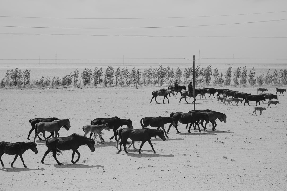 Altay Horses Poster och Canvastavla