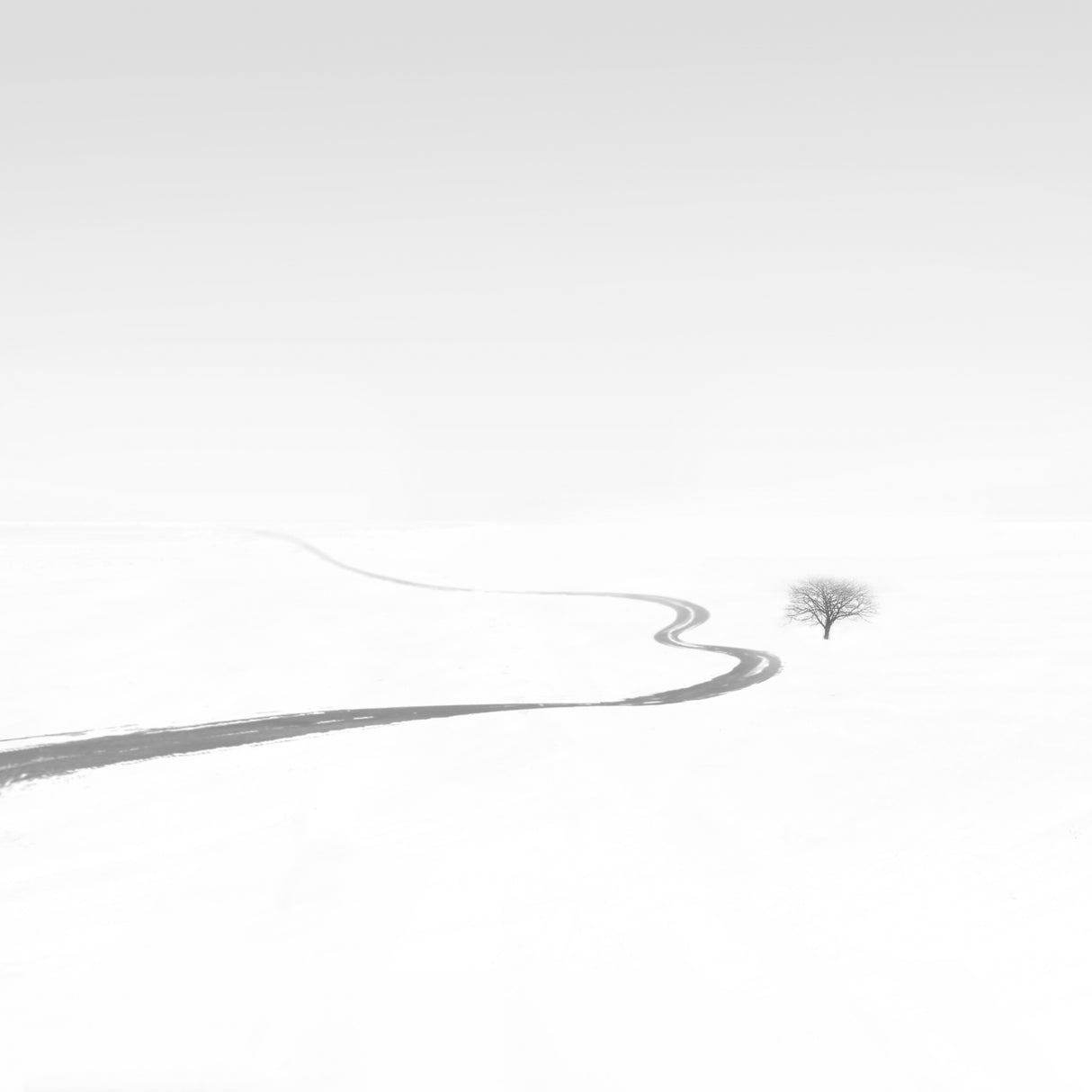 Single tree Poster och Canvastavla