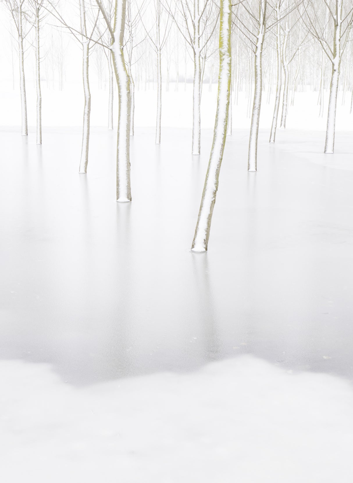 Winter Reflection Poster och Canvastavla