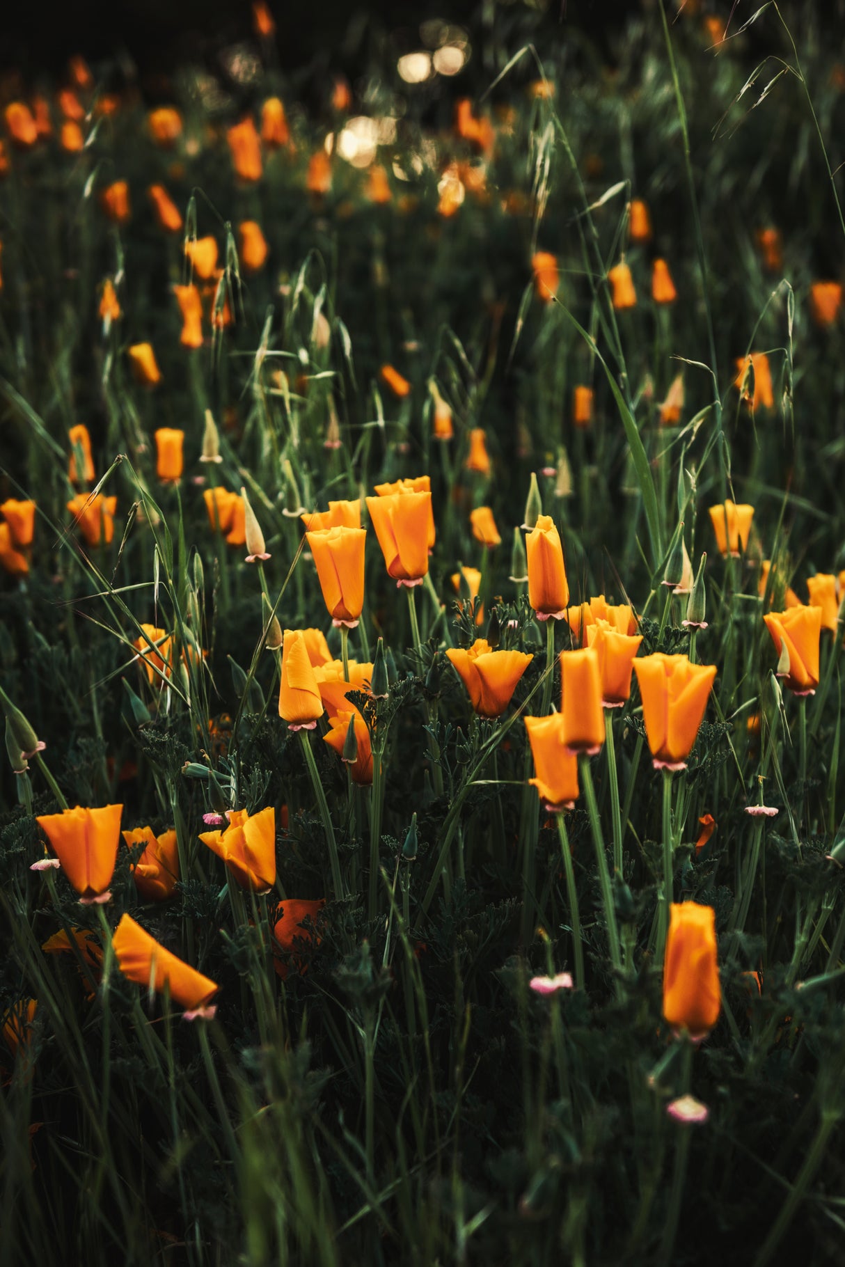 Golden Poppies Poster och Canvastavla