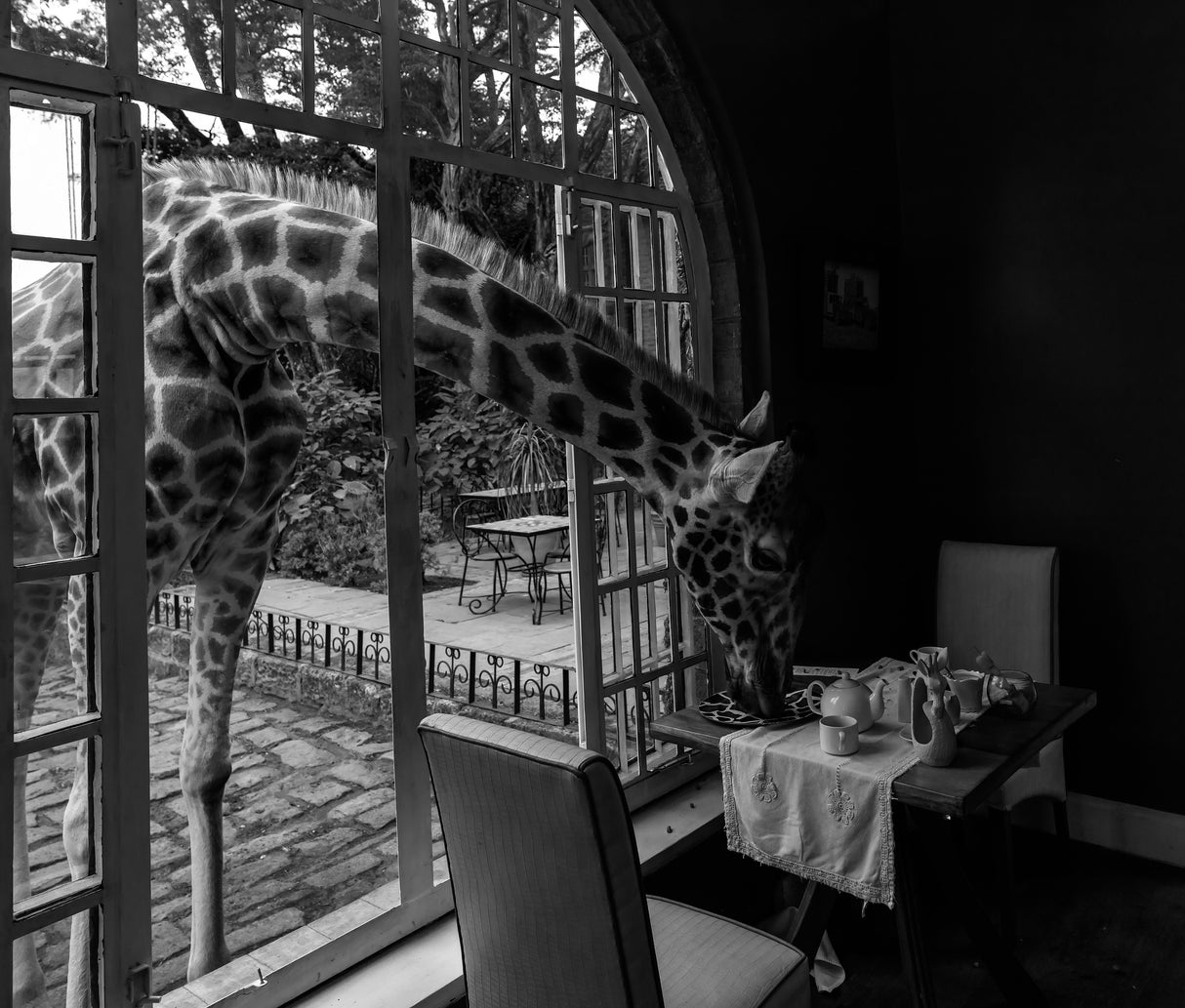 Giraffe Manor in kenya Poster och Canvastavla