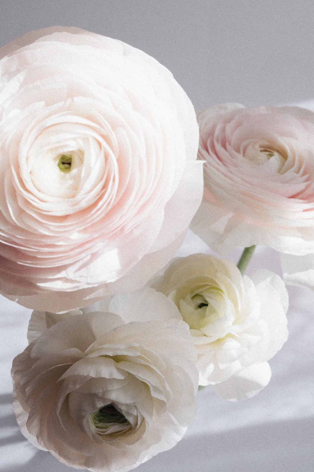Soft Ranunculus Poster och Canvastavla