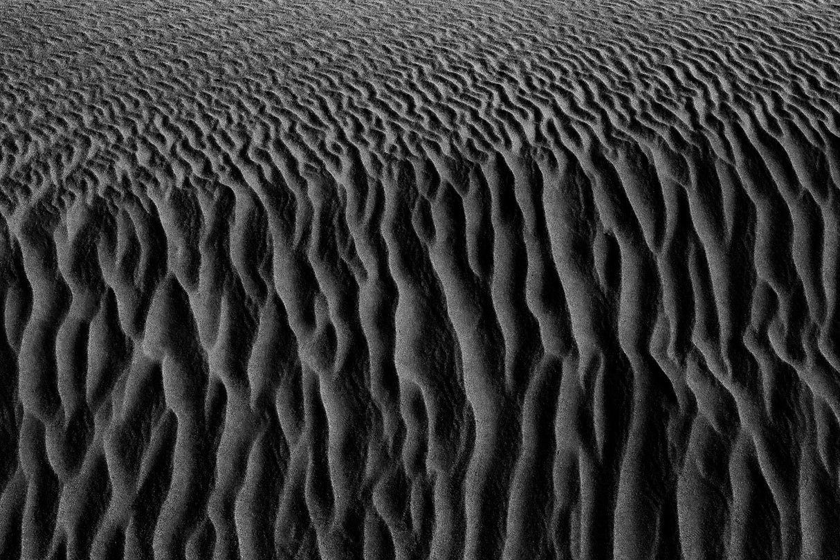 Roots of desert Poster och Canvastavla
