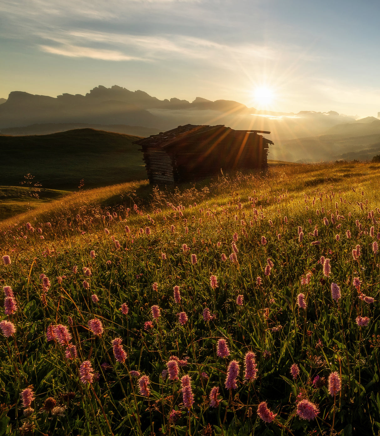 Flowers in the Dolomites Poster och Canvastavla