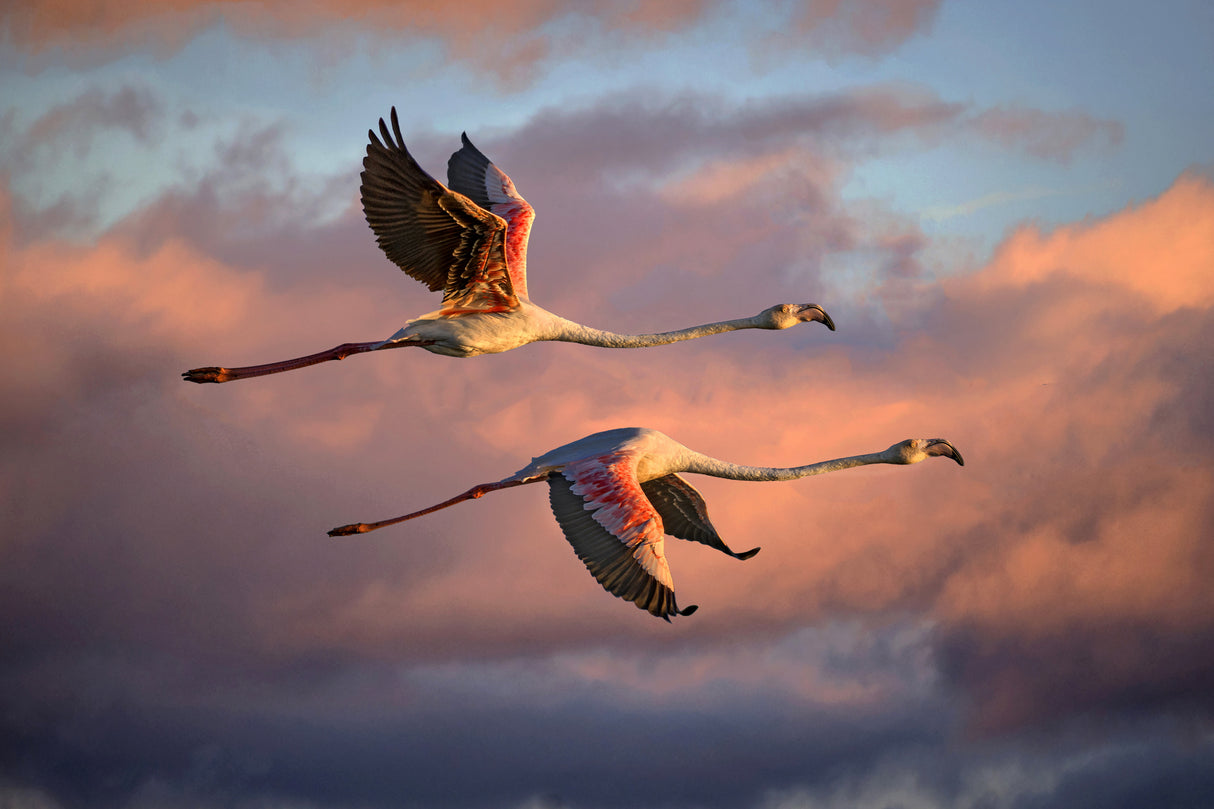 Flamingos at sunset Poster och Canvastavla