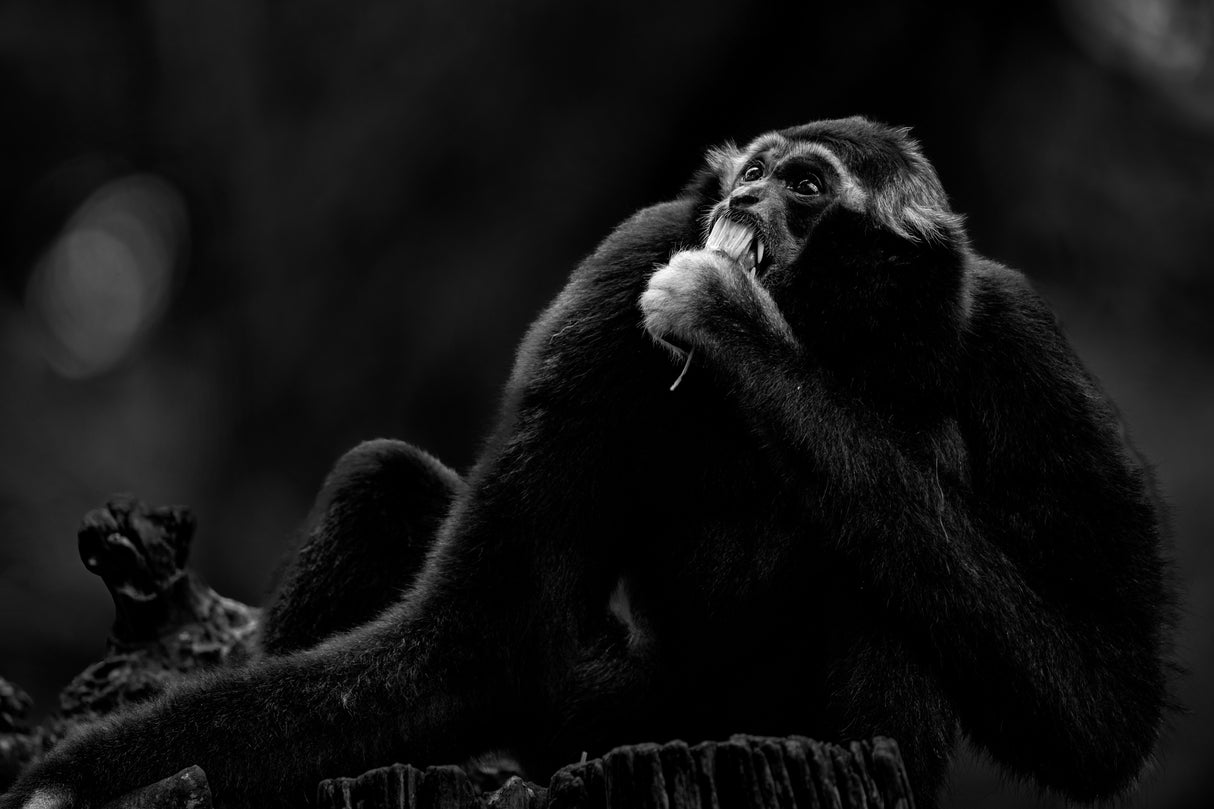 Pileated gibbon Poster och Canvastavla