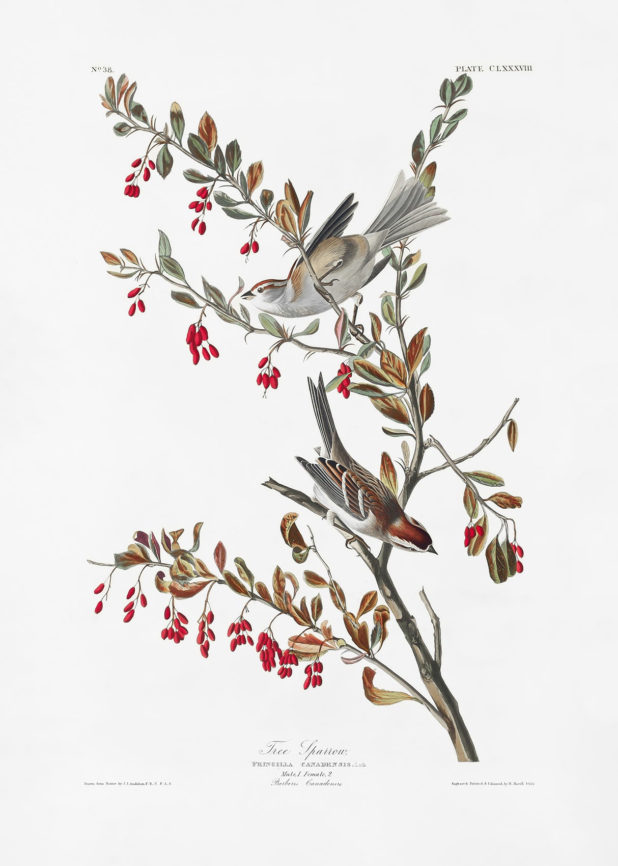 Tree Sparrow From Birds of America (1827) Poster och Canvastavla