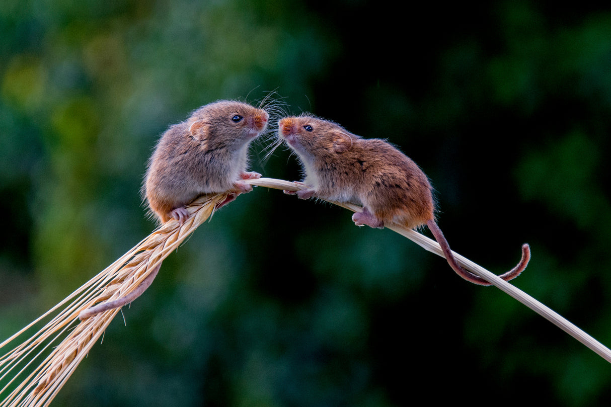Harvest Mice Say Hello Poster och Canvastavla