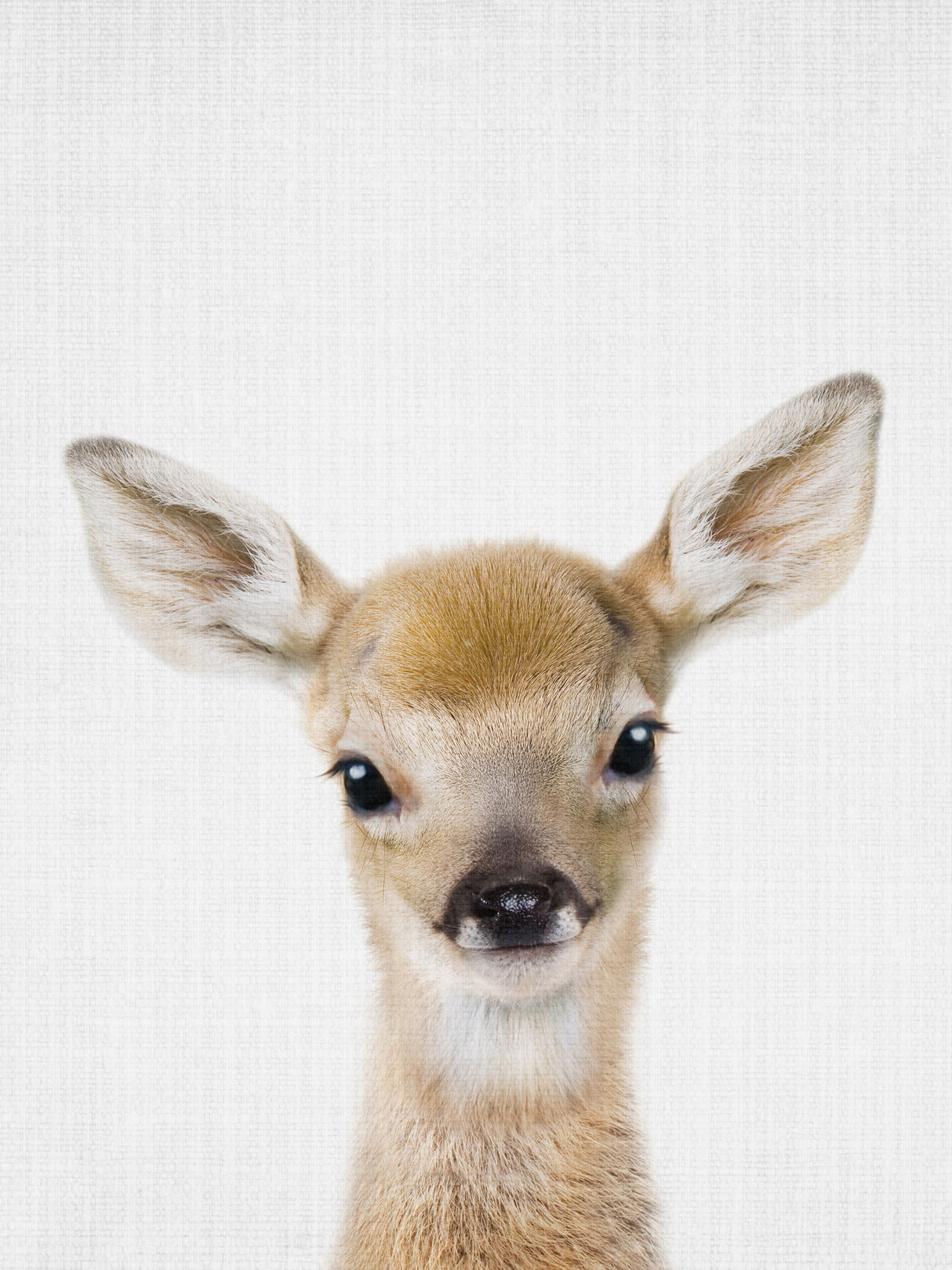 Peekaboo Baby Deer Poster och Canvastavla