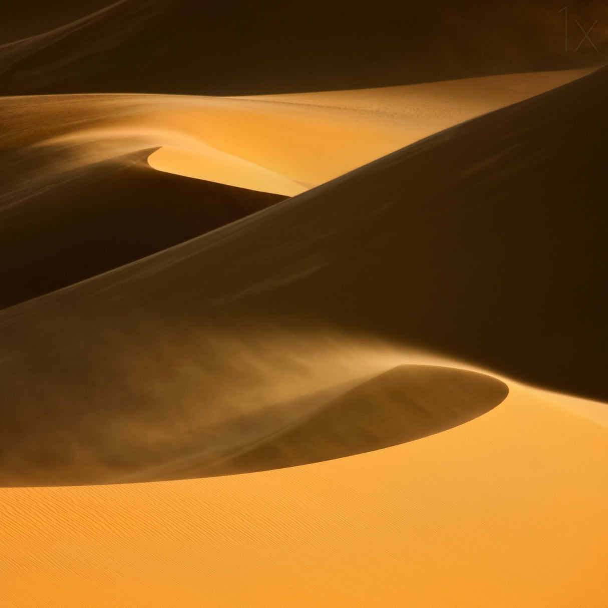 ... dunes Poster och Canvastavla