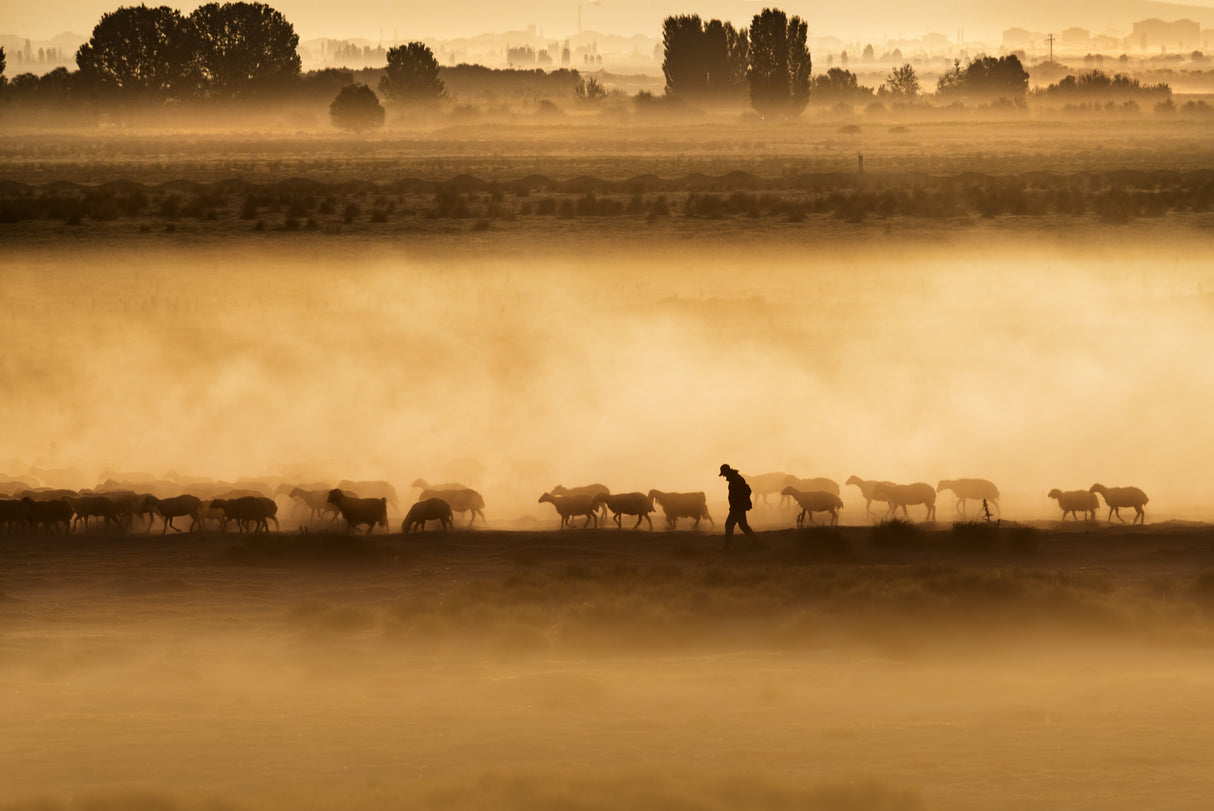 shepherd (hard life) Poster och Canvastavla