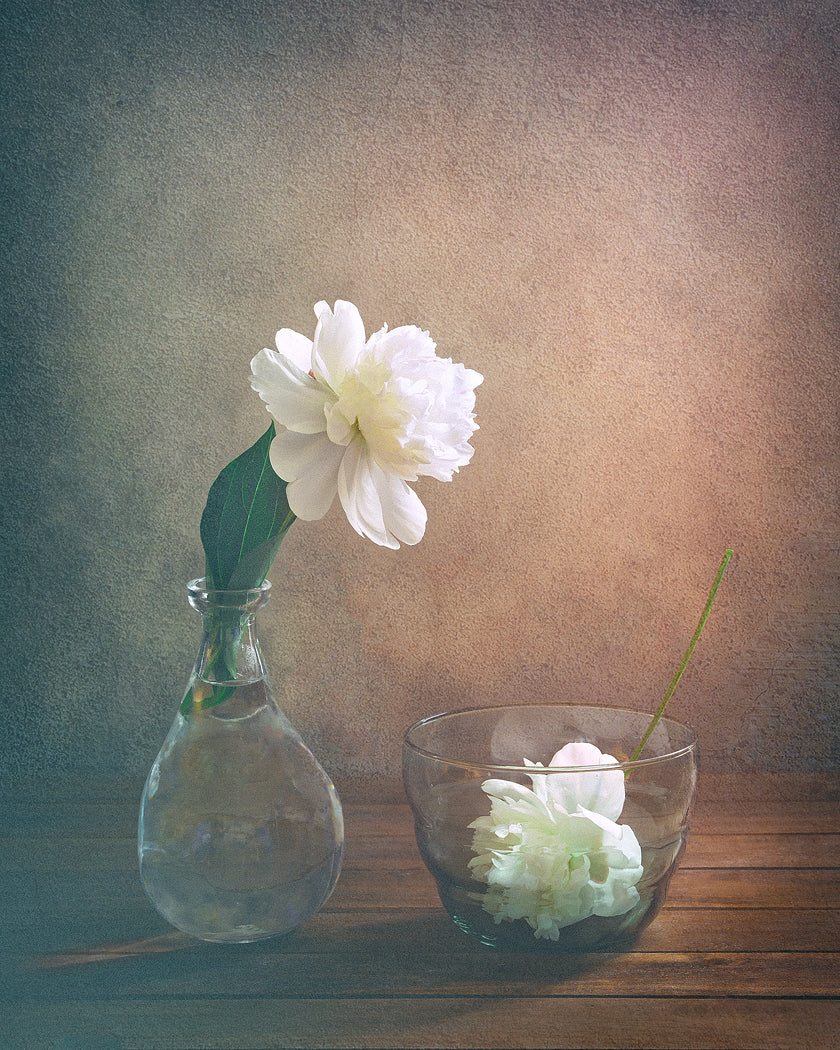 Two Peonies Poster och Canvastavla