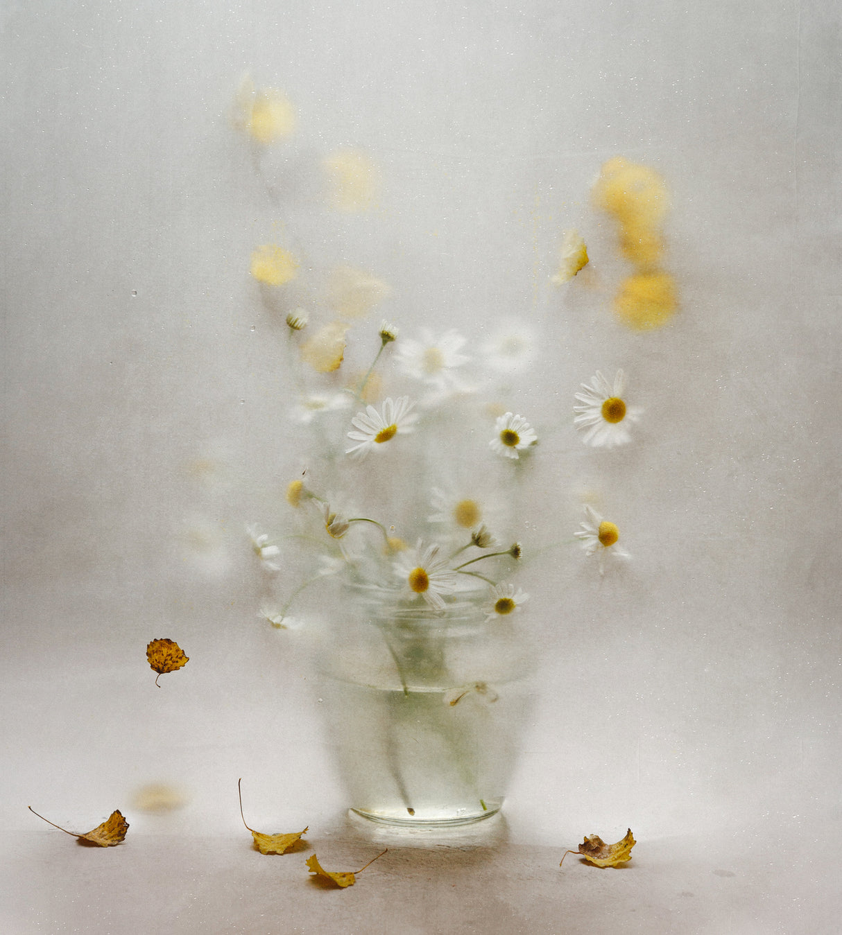 october daisies Poster och Canvastavla