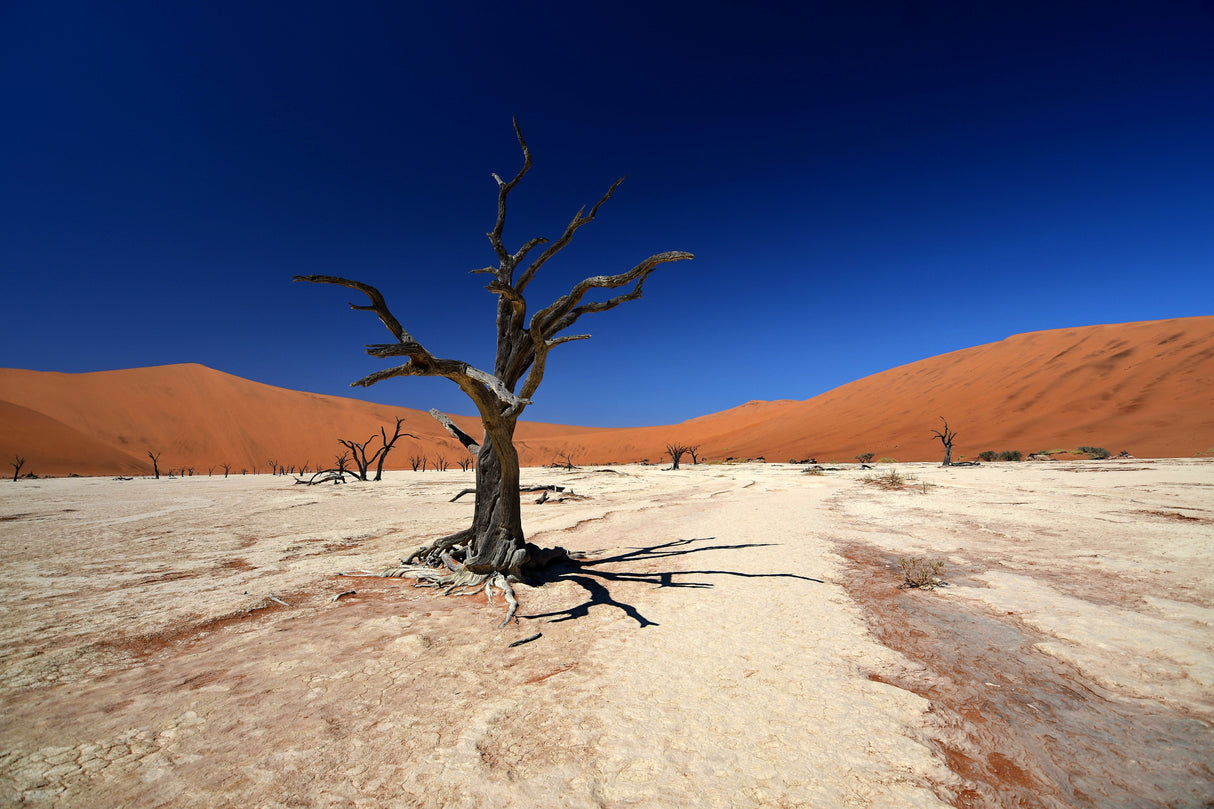 Sossusvlei Namibia Poster och Canvastavla