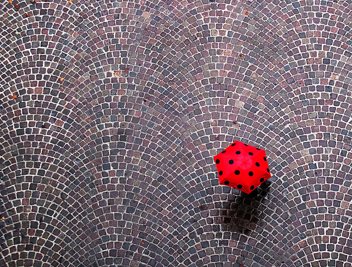 urban ladybug Poster och Canvastavla
