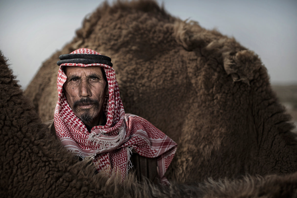Bedouins of Iraq Poster och Canvastavla