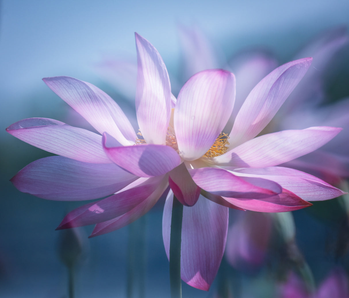 莲花1901 Poster och Canvastavla