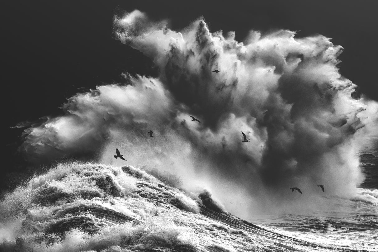 BIRDS IN THE STORM (Part 11) Poster och Canvastavla