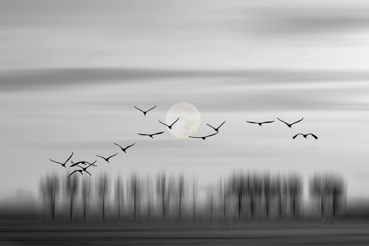 Flying free! Poster och Canvastavla