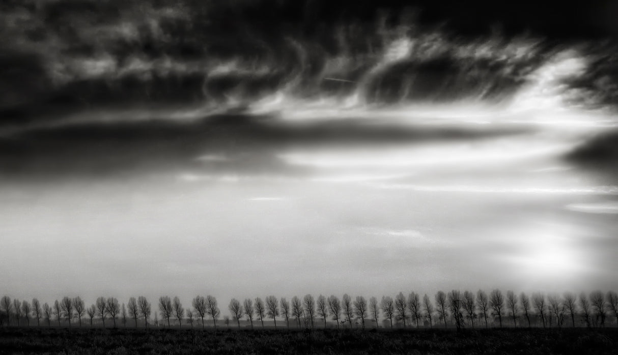 Clouds dancing with the trees... Poster och Canvastavla