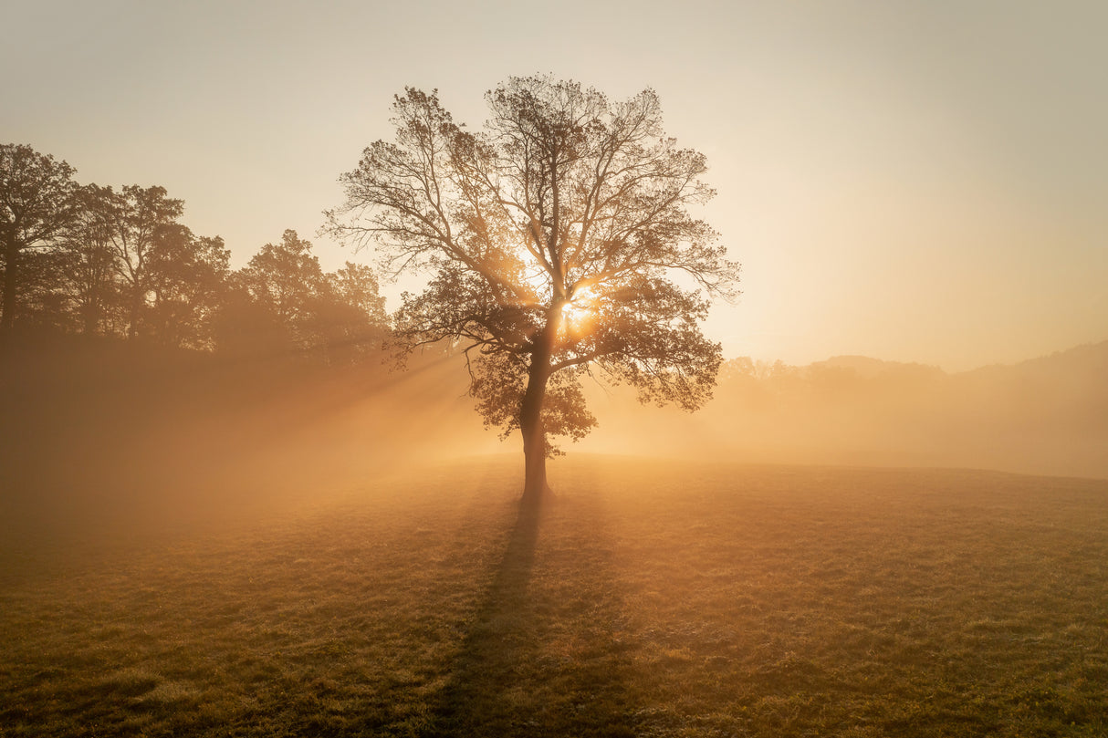 Lonely tree Poster och Canvastavla