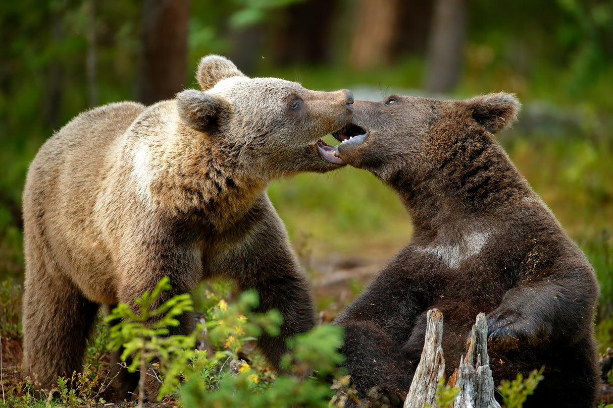 Mouth-to-mouth Poster och Canvastavla