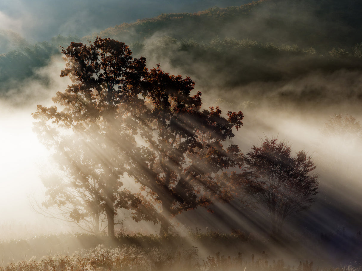 beam of light Poster och Canvastavla