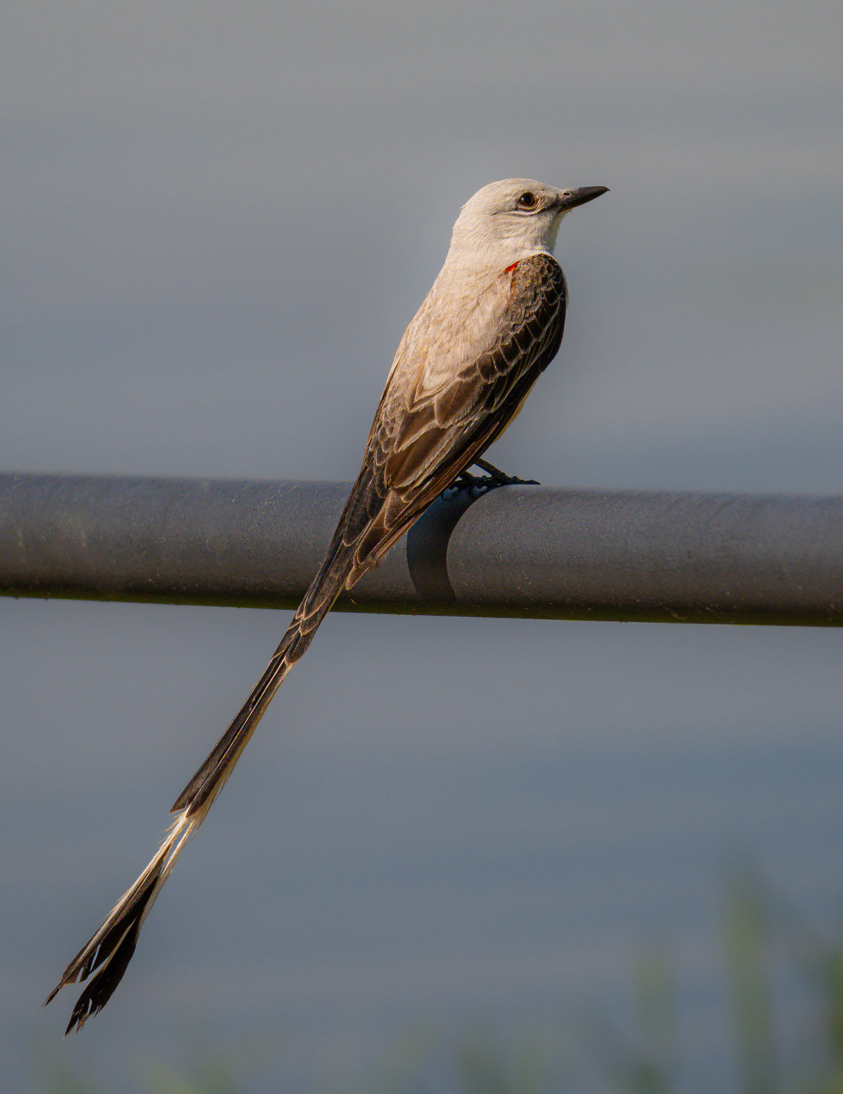 Scissor-tailed flycatcher portrait Poster och Canvastavla
