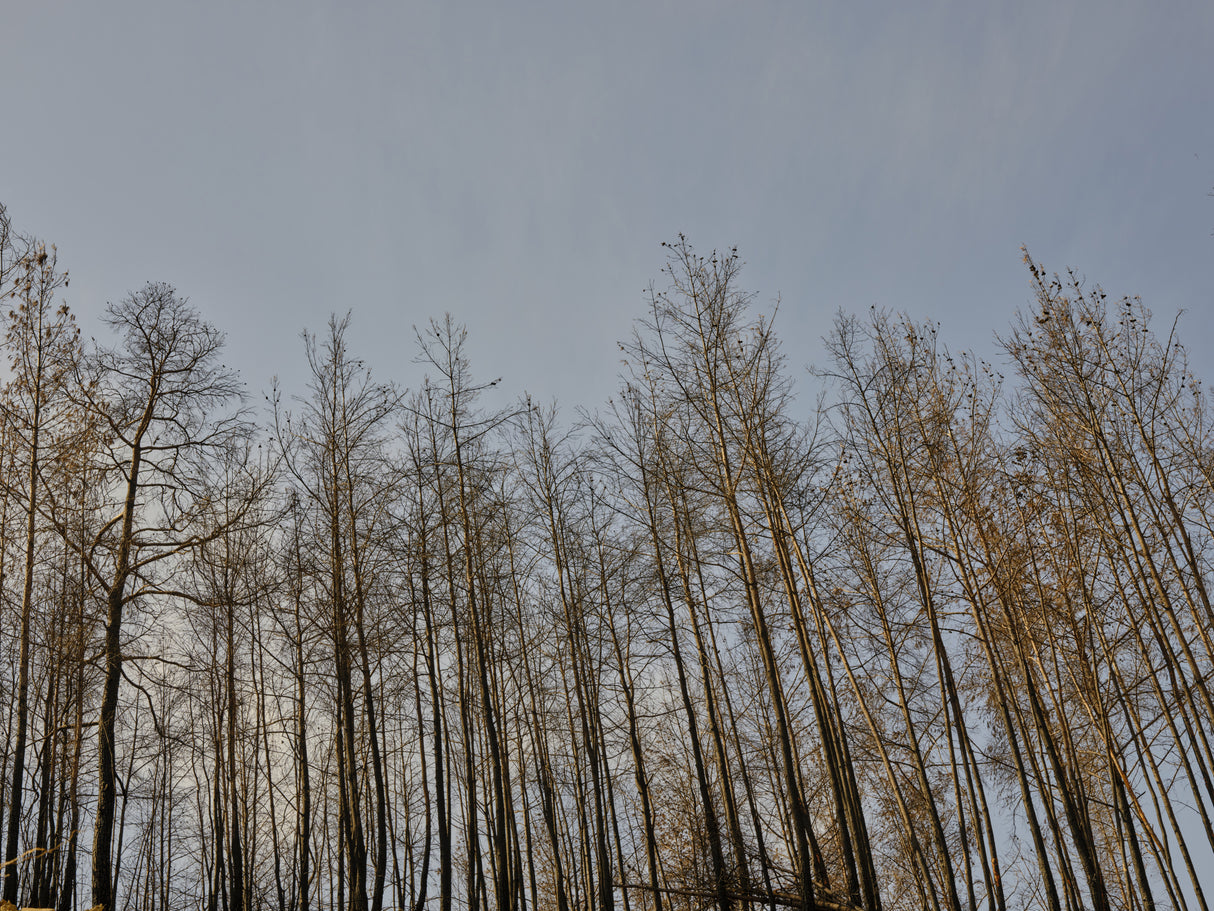 image of a forest after a fire Poster och Canvastavla
