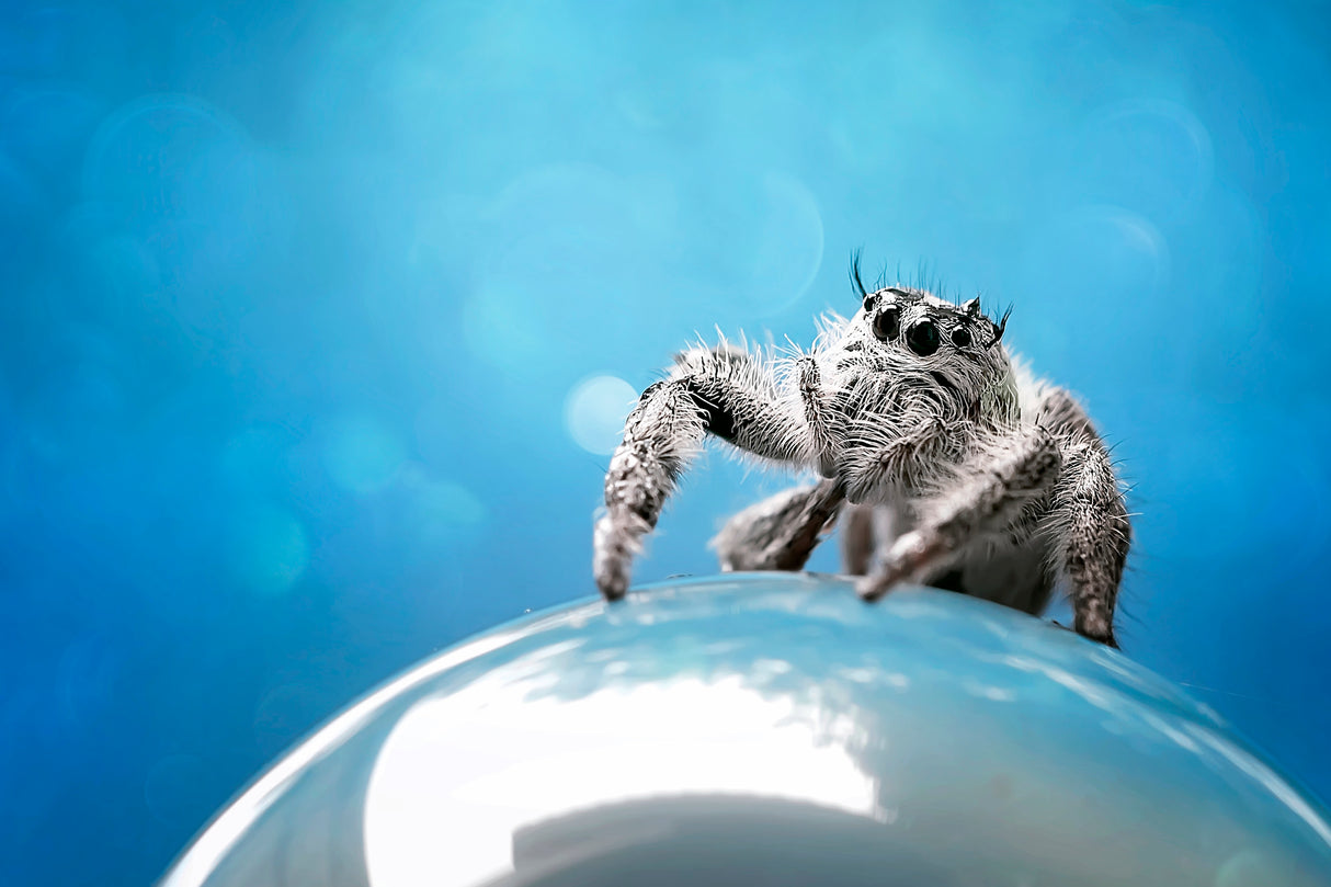 White Phidippus Poster och Canvastavla