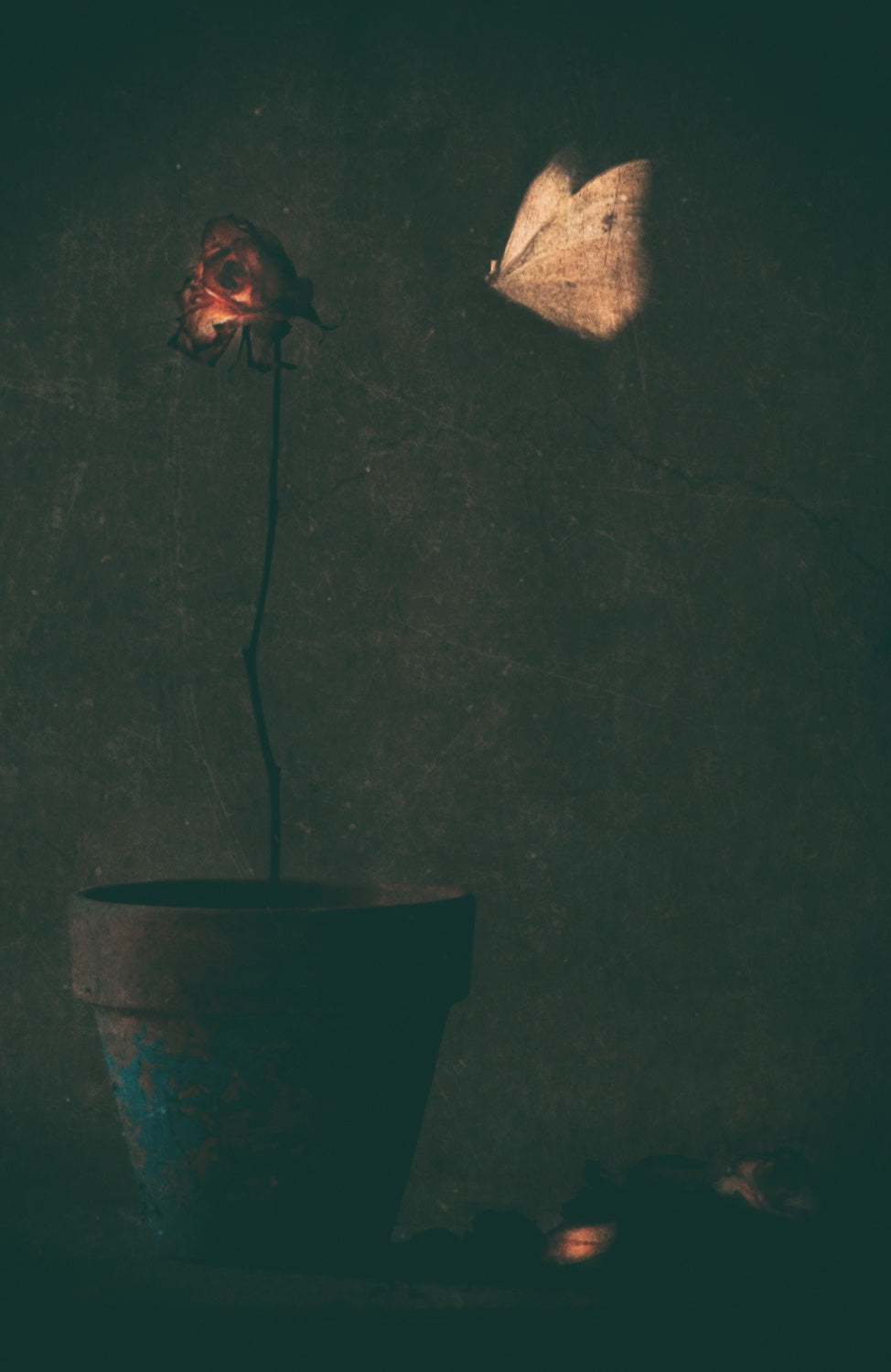 Mon amie la rose... Poster och Canvastavla