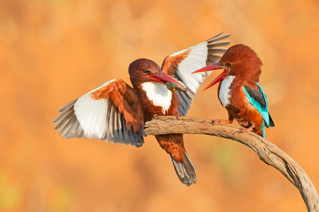 White throated Kingfishers - feeding Poster och Canvastavla