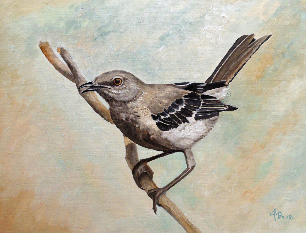 Sharp Eyed Mockingbird Poster och Canvastavla