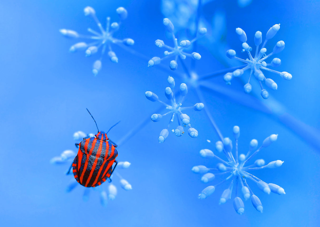 Red blue... Poster och Canvastavla