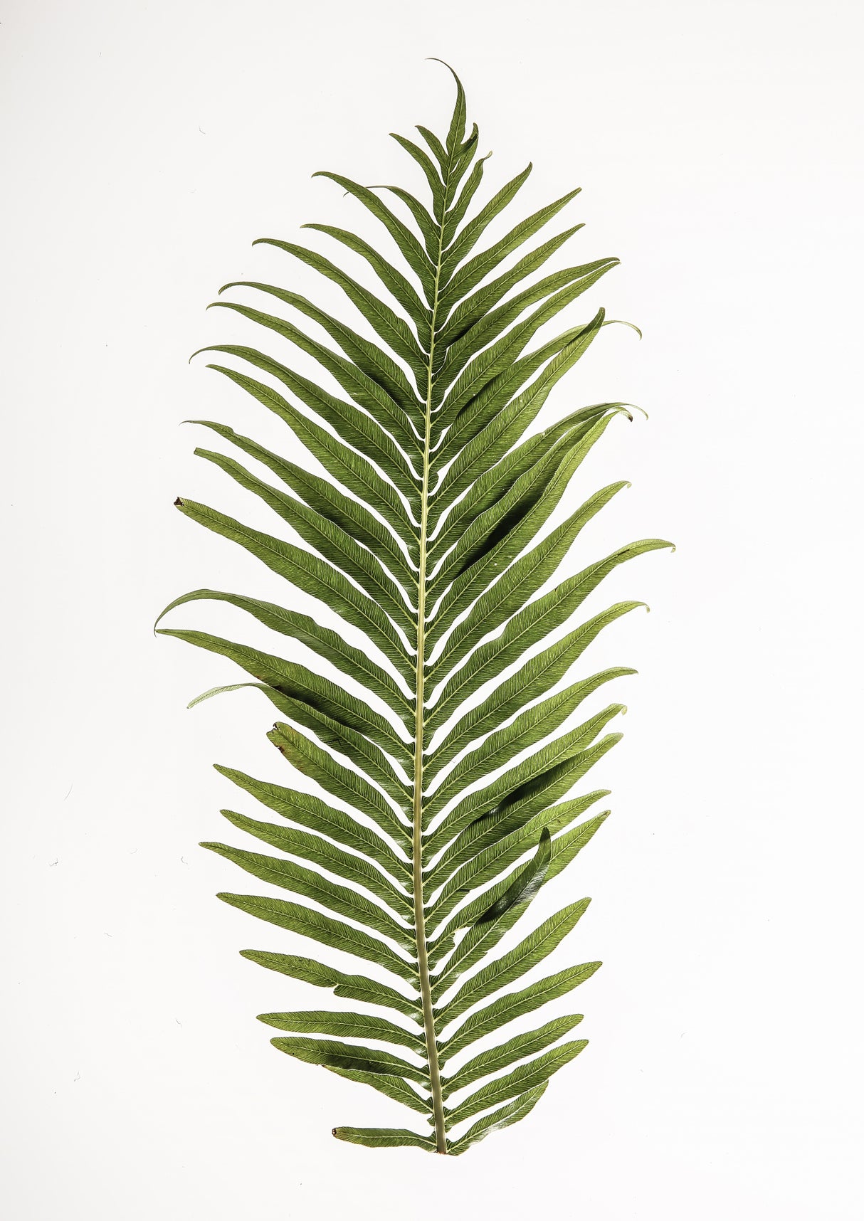 Leaf Study 01 Poster och Canvastavla