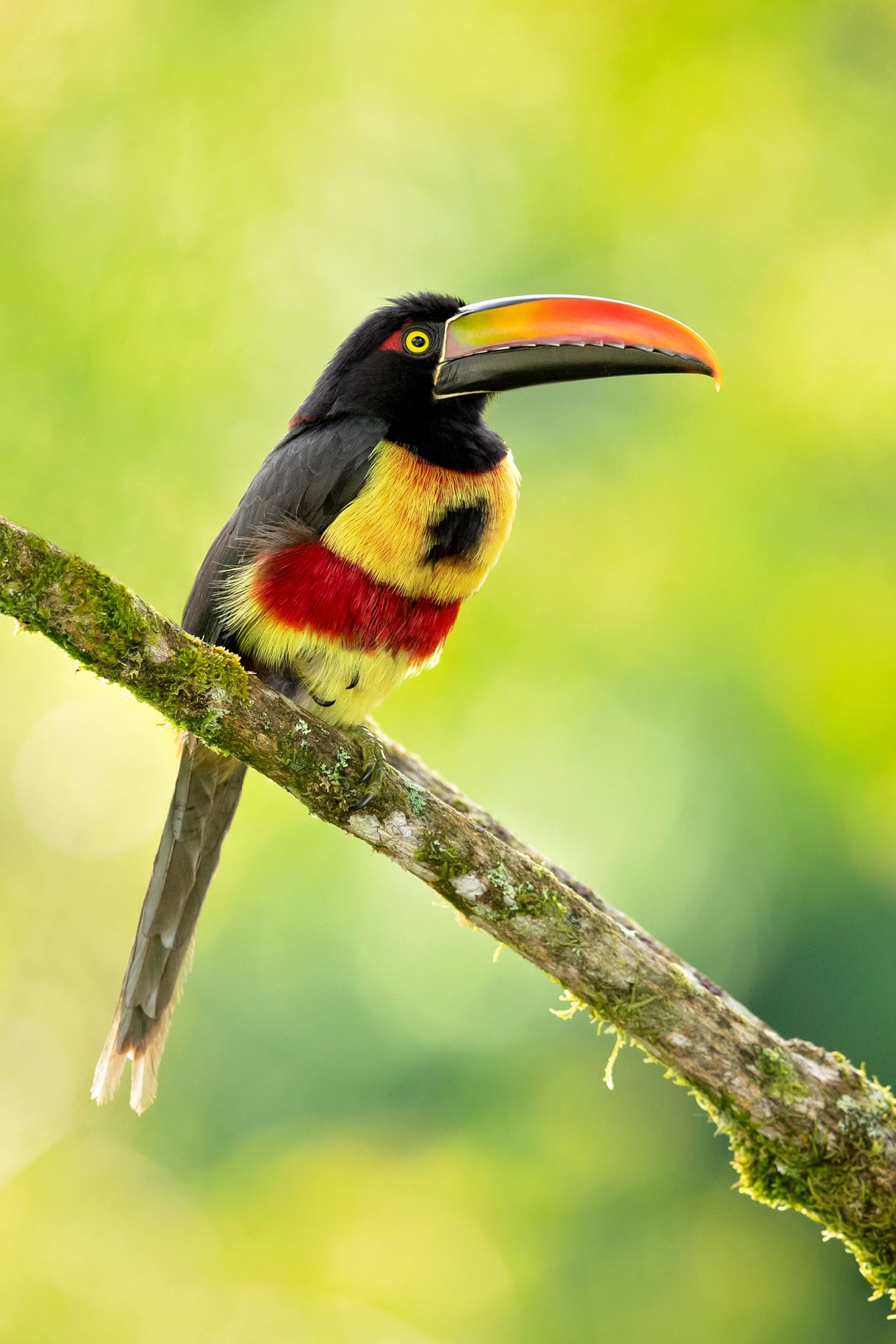 Fiery-billed aracari Poster och Canvastavla