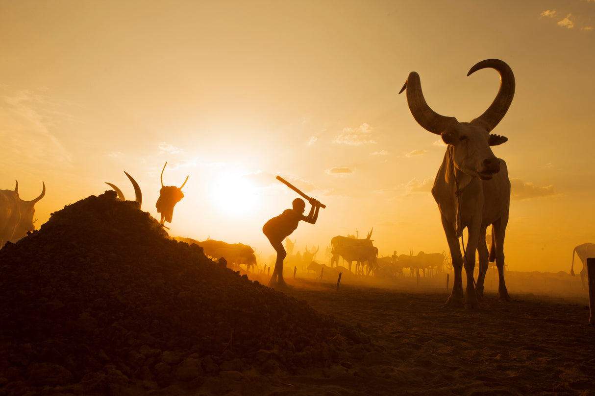 Mundari Cattle Camp Poster och Canvastavla