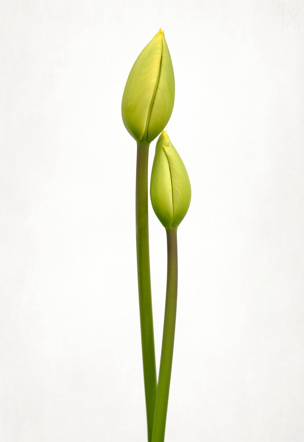 Tulip time Poster och Canvastavla