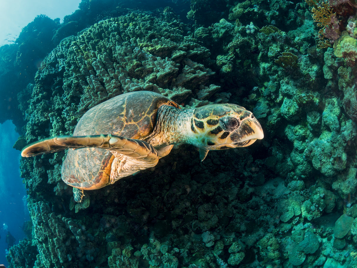 Hawksbill Turtle Poster och Canvastavla